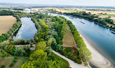 Vogelperspektive auf den Fluss Rhein, der sich durch eine grüne Landschaft schlängelt