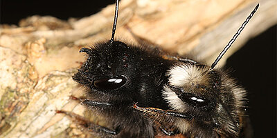 Neue Richtlinie hilft beim Schutz von Wildbienen